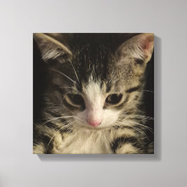 Lienzo Gatito