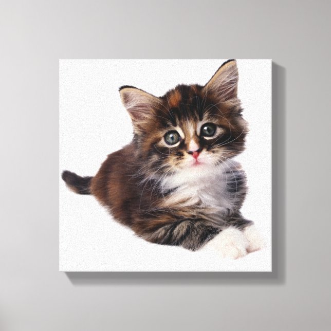 Lienzo Gatito 3 (Anverso)