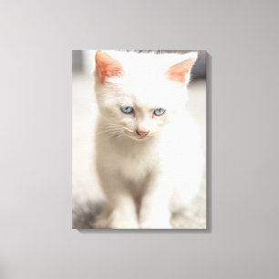 Lienzo Gatito blanco