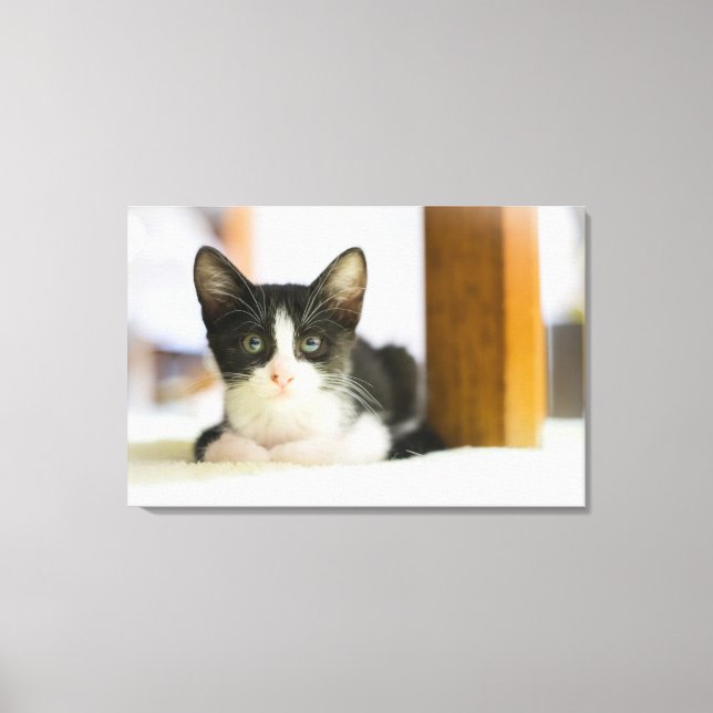 Lienzo Gatito Blanco Y Negro Dulce (Anverso)