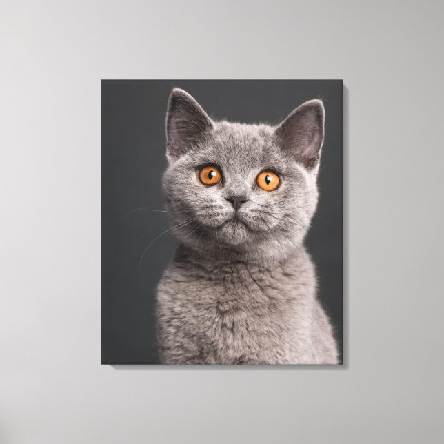 Lienzo Gatito británico de Shorthair (3 meses de edad) (Anverso)