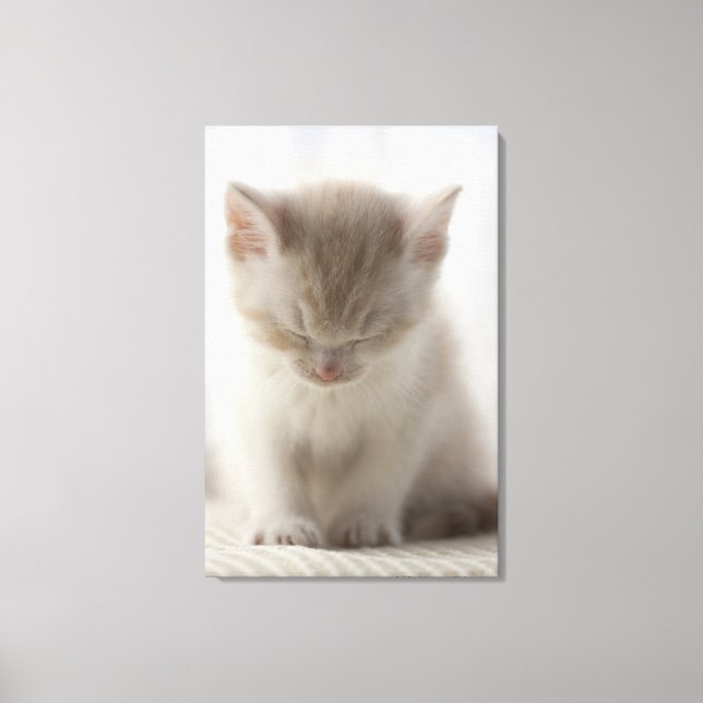 Lienzo Gatito Cansado Dormido (Anverso)