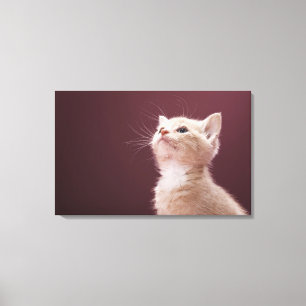 Lienzo Gatito con las barbas
