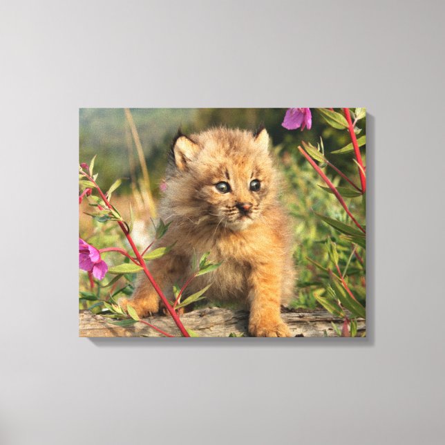 Lienzo Gatito de lince canadiense, Alaska (Anverso)