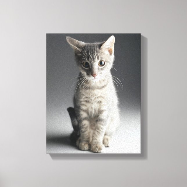 Lienzo Gatito de Tabby Azul (Anverso)
