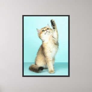 Lienzo Gatito dorado alcanzando el cielo