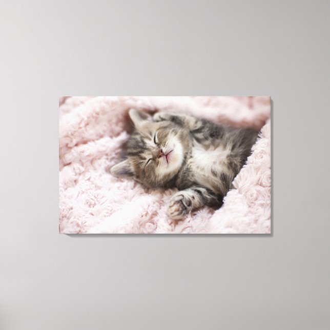 Lienzo Gatito durmiendo en la toalla (Anverso)