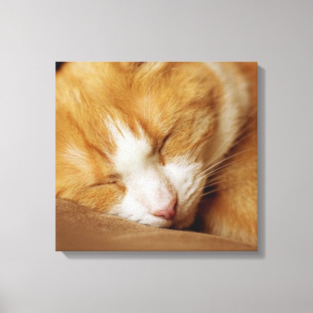 Lienzo Gatito durmiente (Anverso)