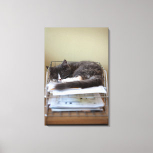 Lienzo Gatito en una oficina en la caja