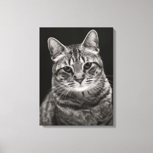 Lienzo Gatito negro de Tabby