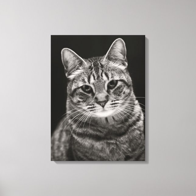 Lienzo Gatito negro de Tabby (Anverso)