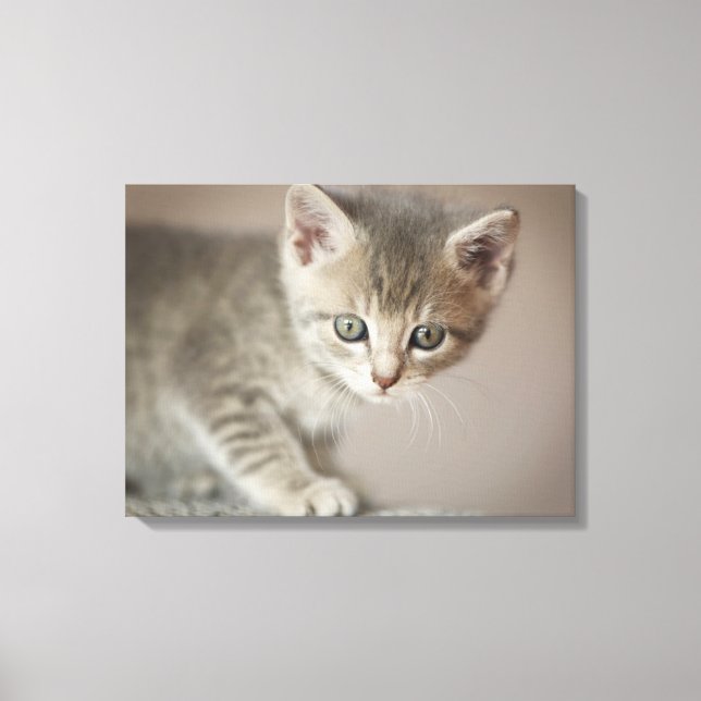 Lienzo Gatito pequeño (Anverso)