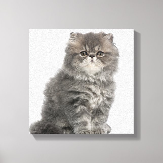 Lienzo Gatito persa (2 meses de edad) sentado (Anverso)