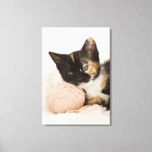 Lienzo Gatito que pone en la bola de la secuencia