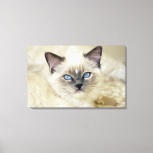 Lienzo Gatito Ragdoll