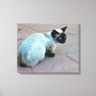 Lienzo Gatito siamés