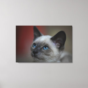Lienzo Gatito siamés