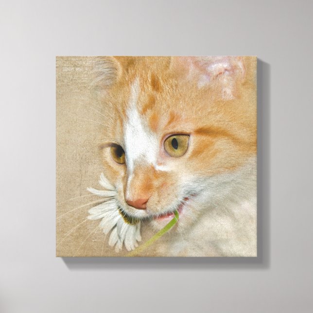 Lienzo Gatito tabby con margarita (Anverso)
