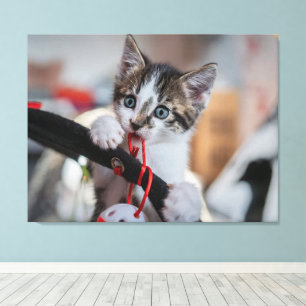 Lienzo gatito y bola
