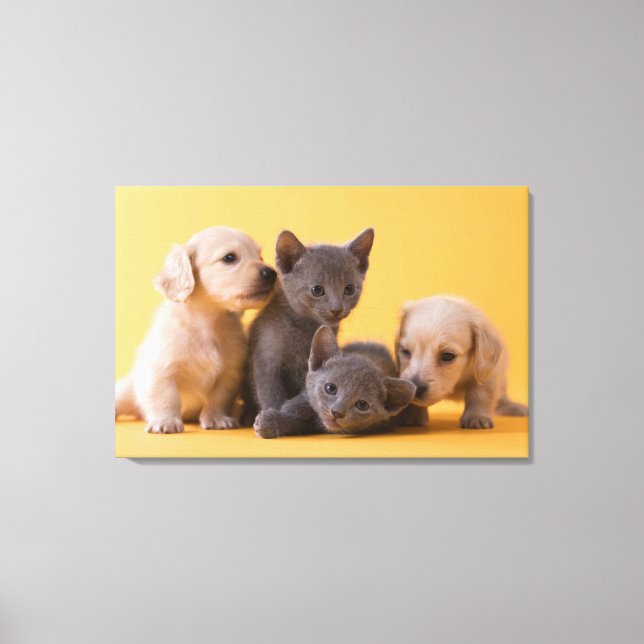 Lienzo Gatitos azules rusos y cachorros dachshund (Anverso)