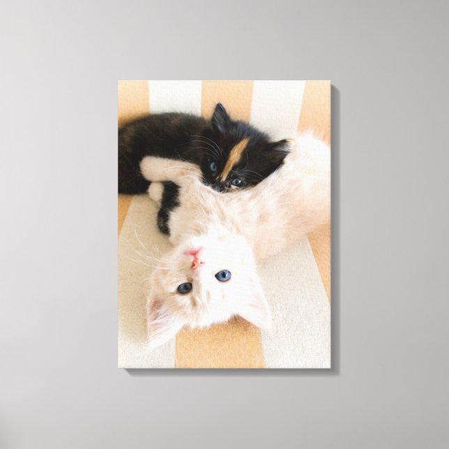 Lienzo Gatitos Blancos Y Negro (Anverso)