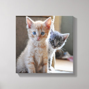 Lienzo Gatitos curiosos
