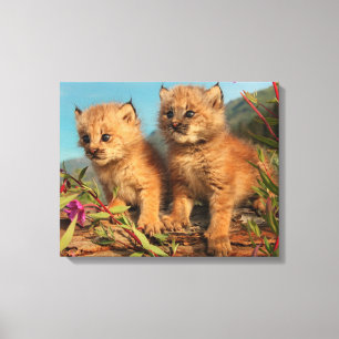 Lienzo Gatitos de lince canadiense, Alaska