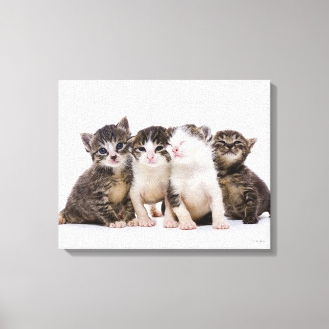 Lienzo Gatitos dulces (Anverso)