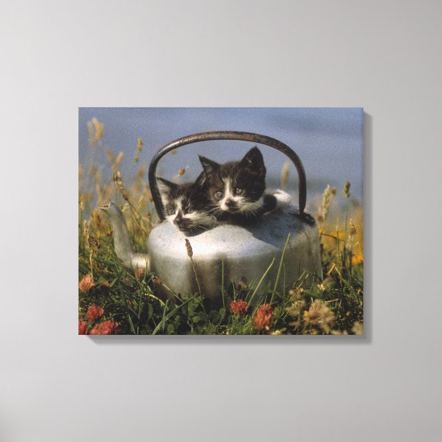 Lienzo Gatitos en un viejo hervidor (Anverso)
