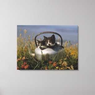 Lienzo Gatitos en una caldera vieja