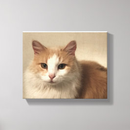Lienzo Gato