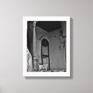 Lienzo Gato Al Balad