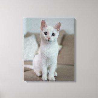 Lienzo gato blanco