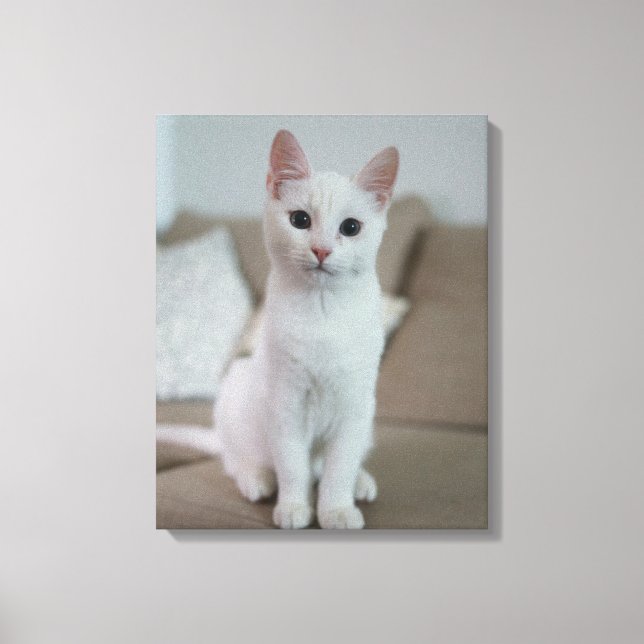 Lienzo gato blanco (Anverso)