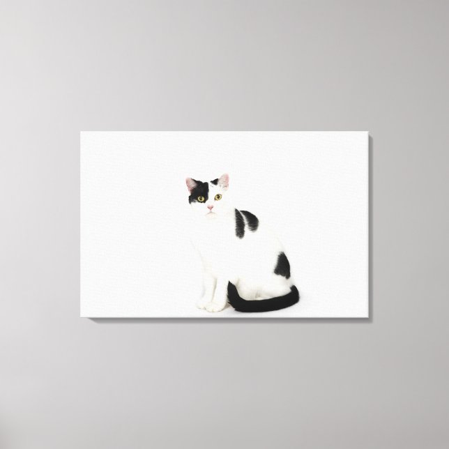 Lienzo Gato blanco con manchas negras (Anverso)