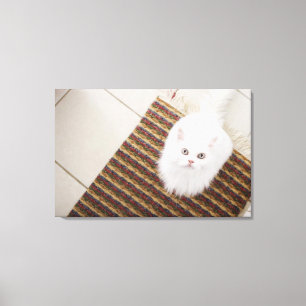 Lienzo Gato blanco sentado en una alfombra
