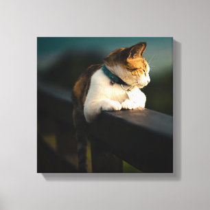 Lienzo Gato Calico Repostando en Cerca de Madera al Atard
