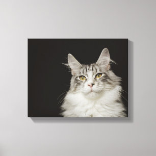 Lienzo Gato de Coon adulto de Maine