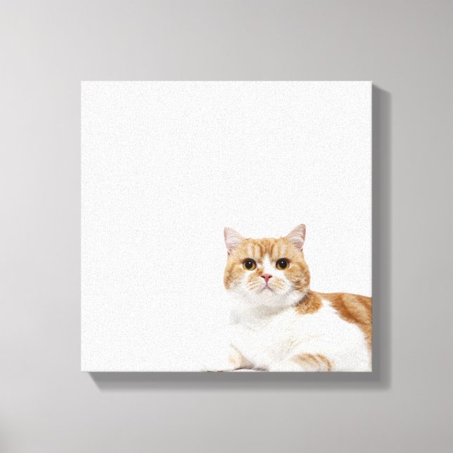 Lienzo Gato de hueso escocés (Anverso)