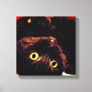 Lienzo Gato de pulsera escocesa
