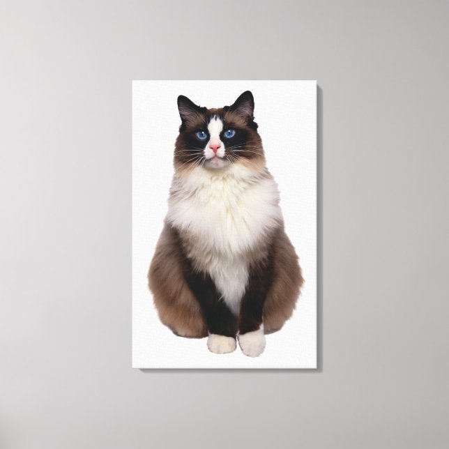 Lienzo Gato de Ragdoll (Anverso)