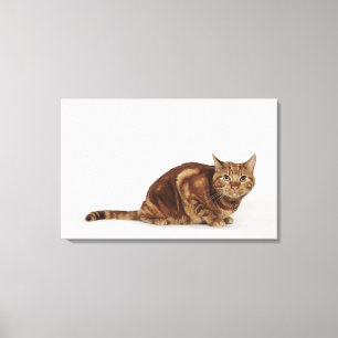 Lienzo Gato de Tabby anaranjado