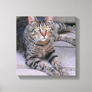 Lienzo Gato de Tabby de Brown al aire libre