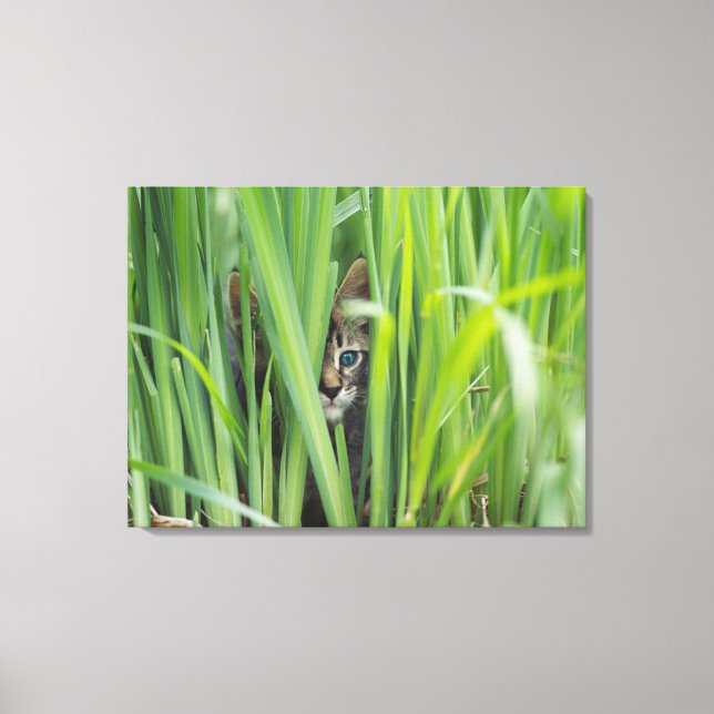 Lienzo Gato escondido en la hierba (Anverso)