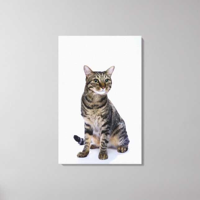 Lienzo Gato japonés de fondo blanco (Anverso)