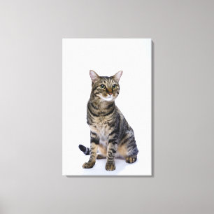 Lienzo Gato japonés en el fondo blanco
