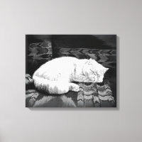 Gato persa blanco durmiendo