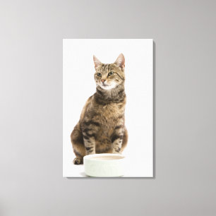 Lienzo Gato por el cuenco