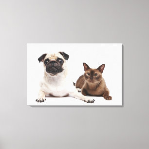 Lienzo Gato Pug y birmano