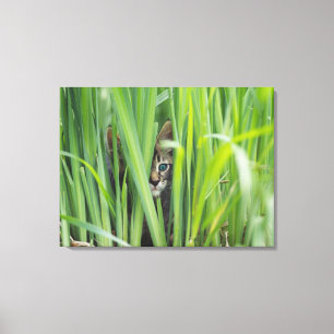 Lienzo Gato que oculta en hierba